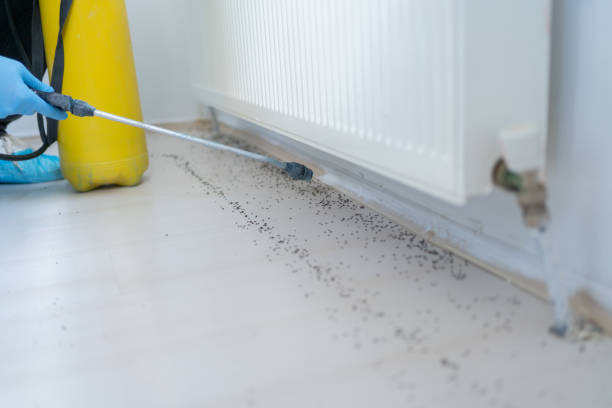 Best Emergency Pest Control  in Hainesvle, IL